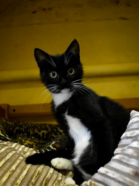 @whimsicalCatWorld