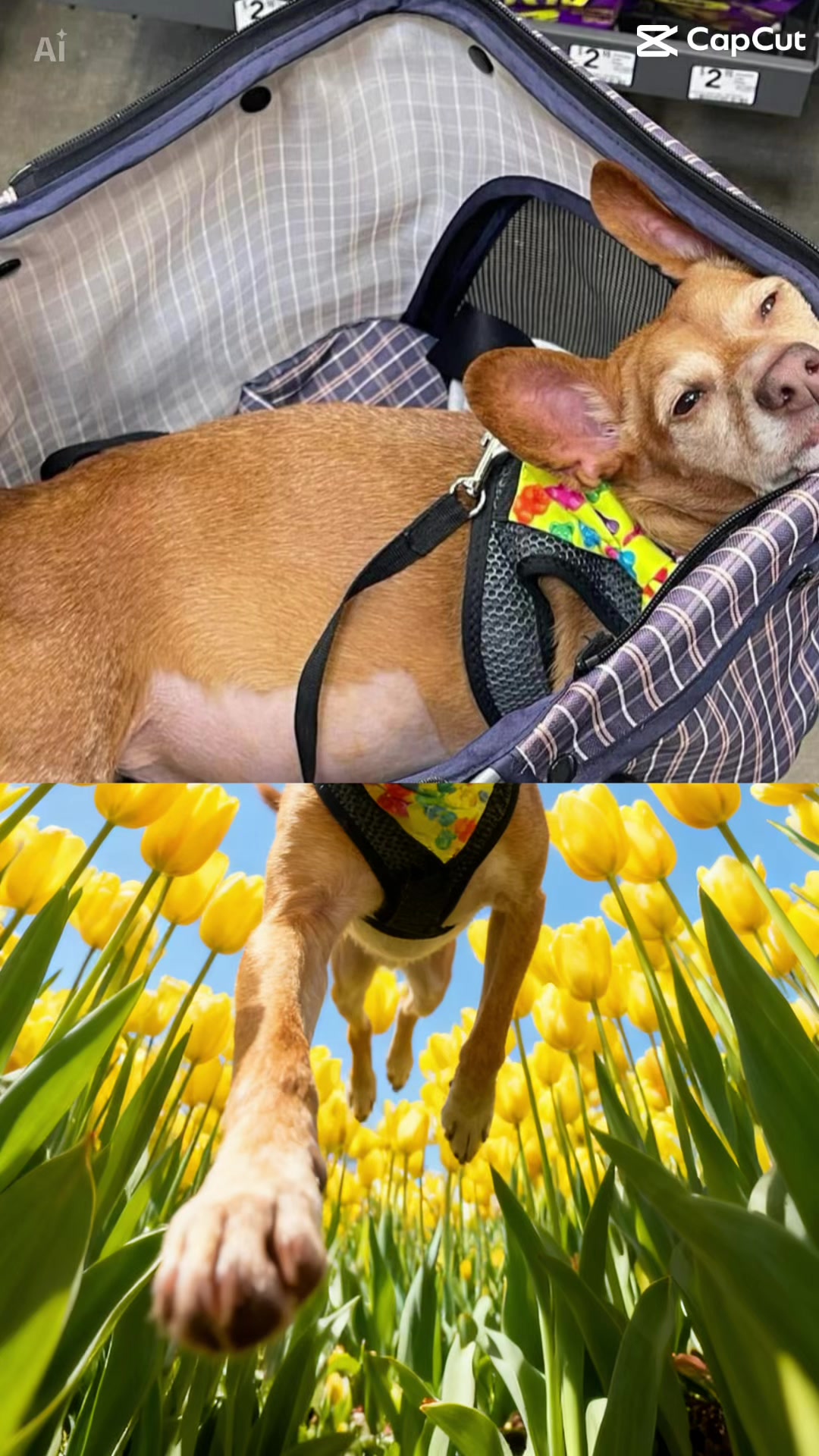 @Oscar the Chiweenie ✌️💙🐾
