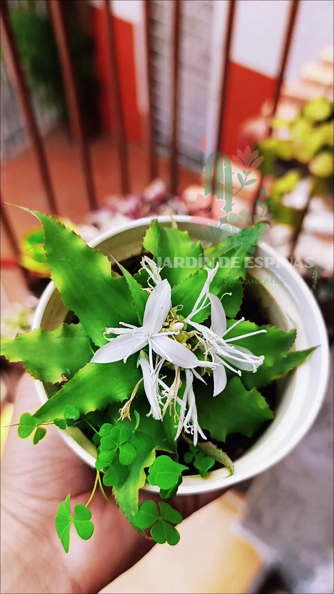 @CACTUS JARDIN DE ESPINAS