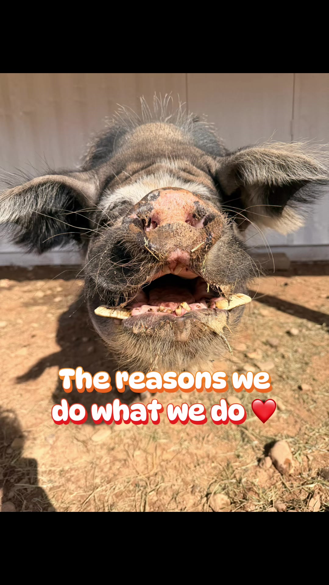 @Pig Luv Co