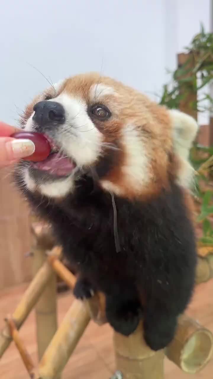 @littlepanda6487