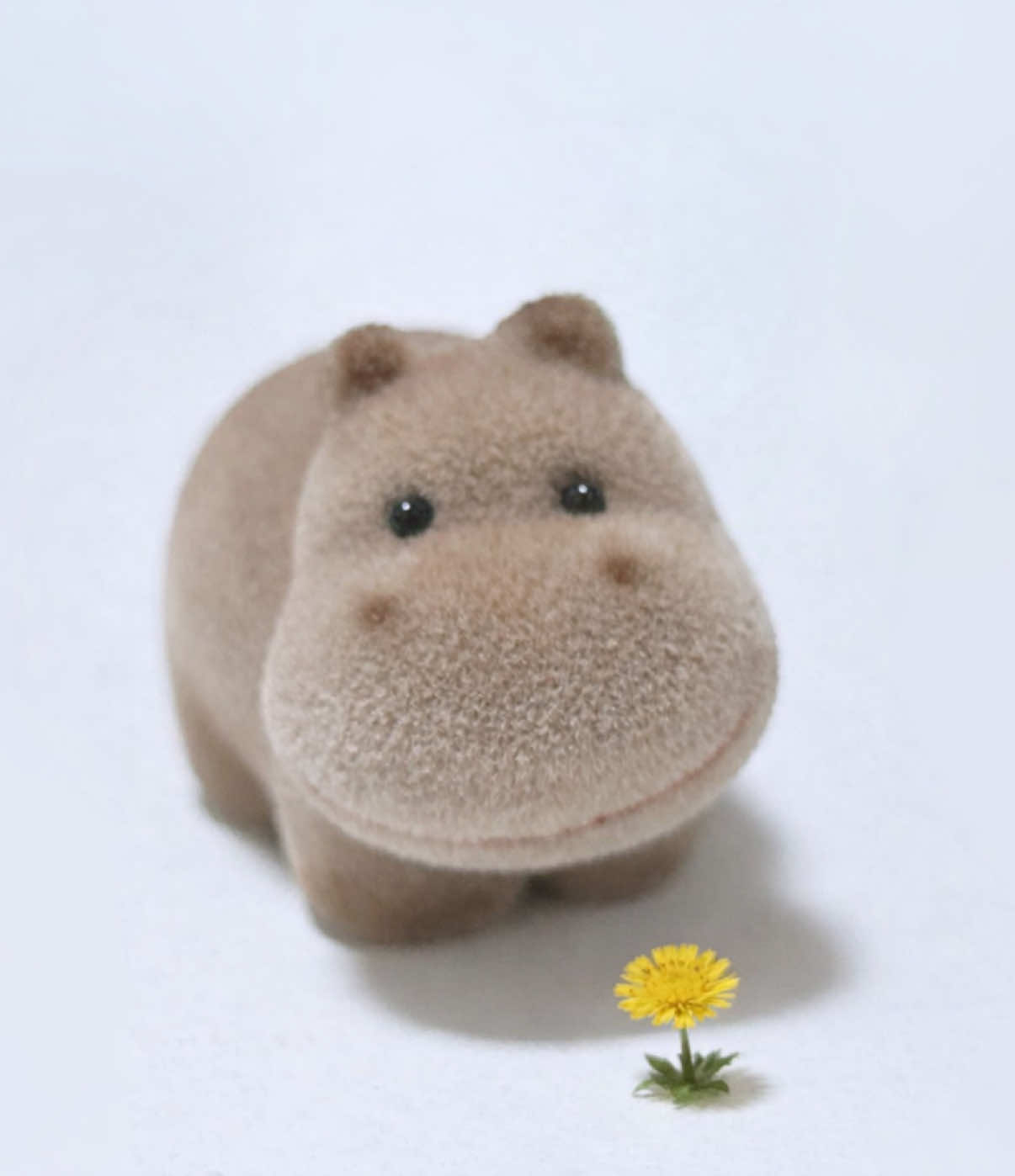 @Baby Hippo