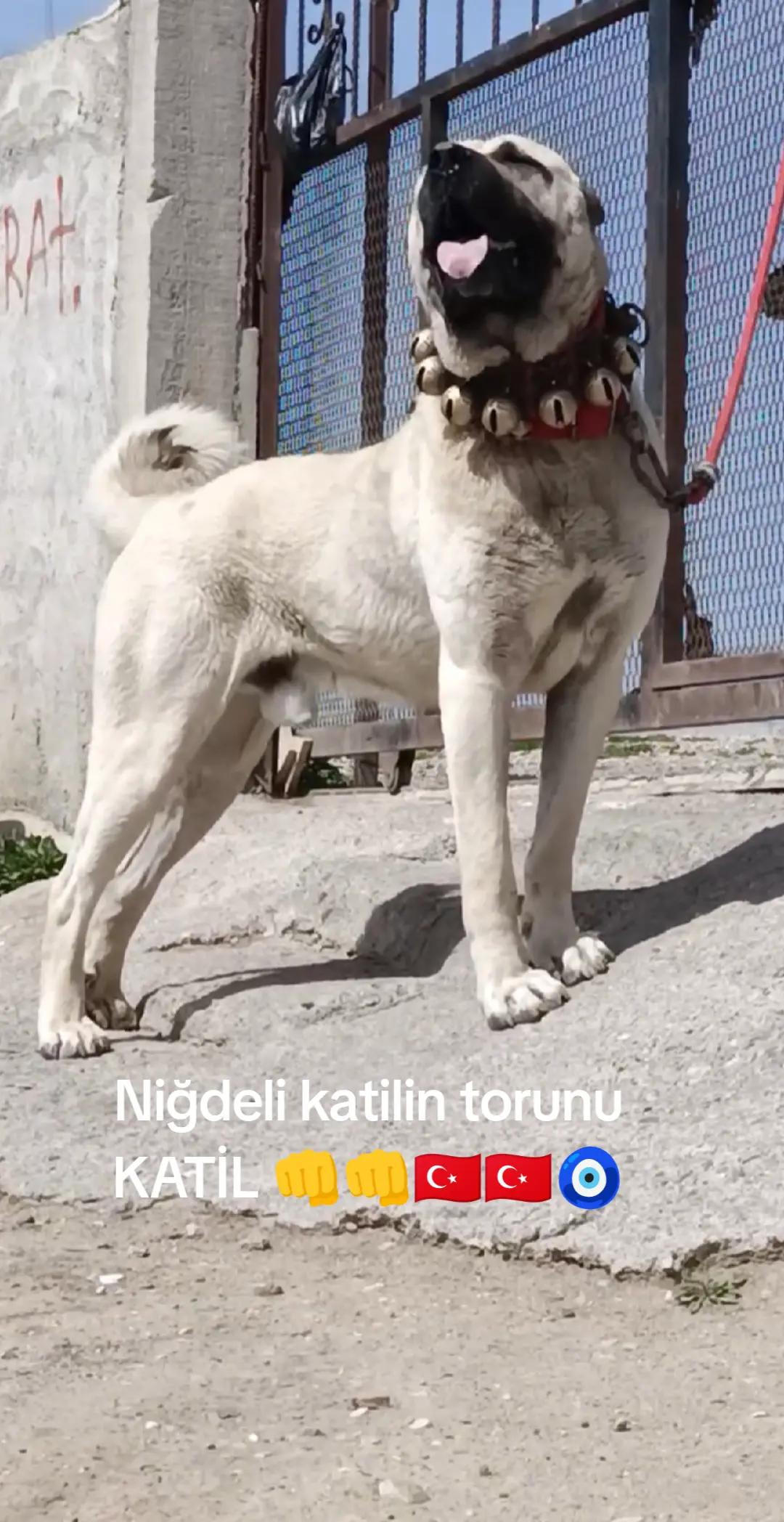 @Tekin Ers&ouml;z