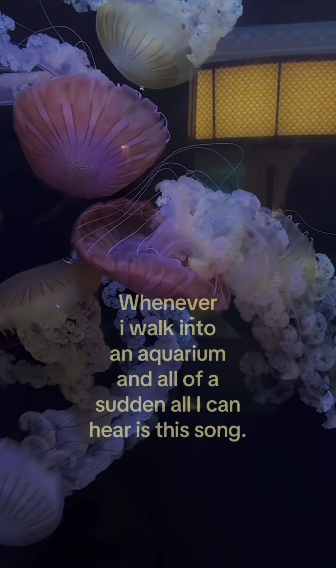 @𝐒 𝐎 𝐏 𝐇 𝐈 𝐄ꨄ