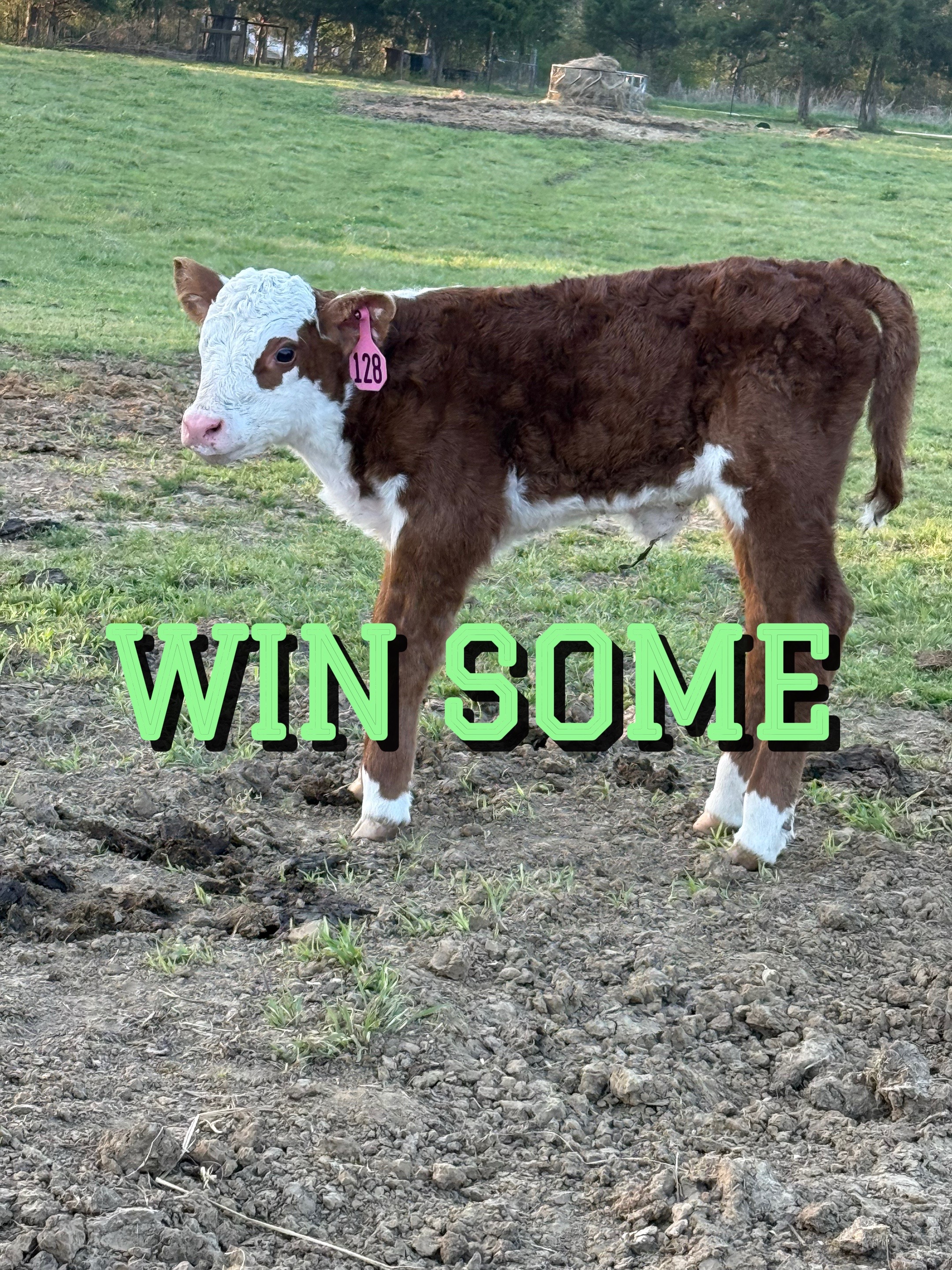 @DI CATTLE