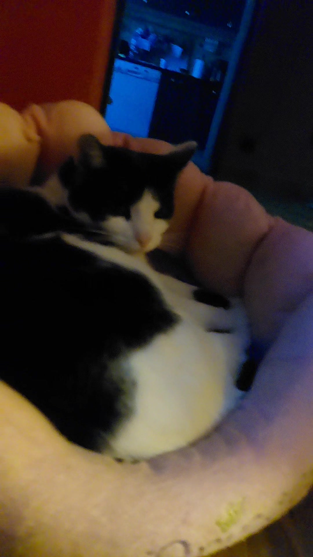 @koci świat 🐈&zwj;⬛🐈&zwj;⬛🐈&zwj;⬛