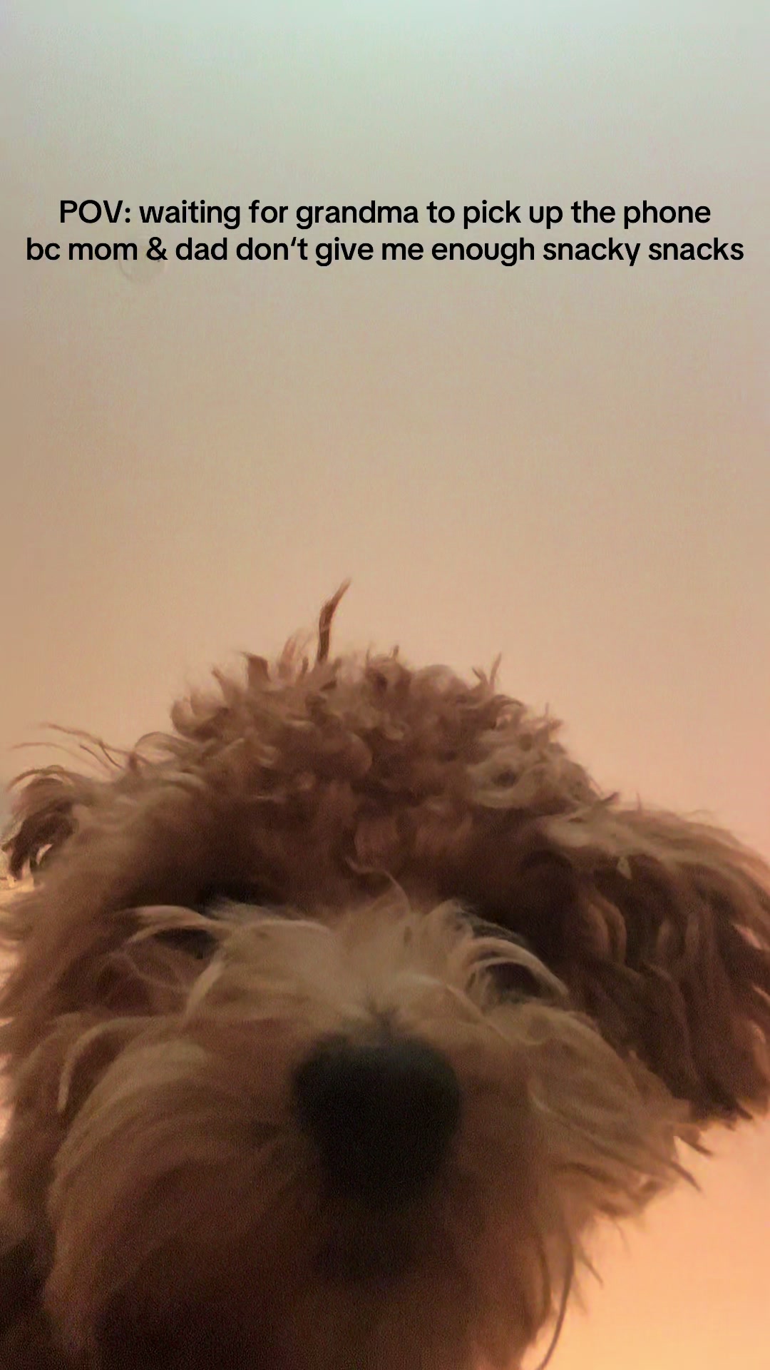 @dinothemaltipoo