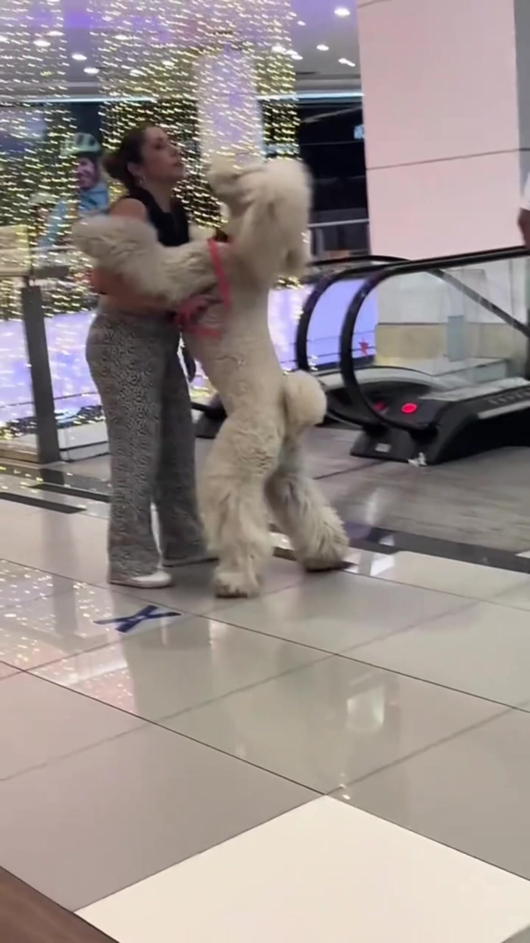 @FunnyAnimals