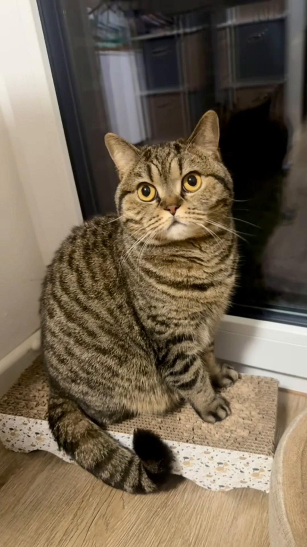 @Sonja_Kitty-Cat
