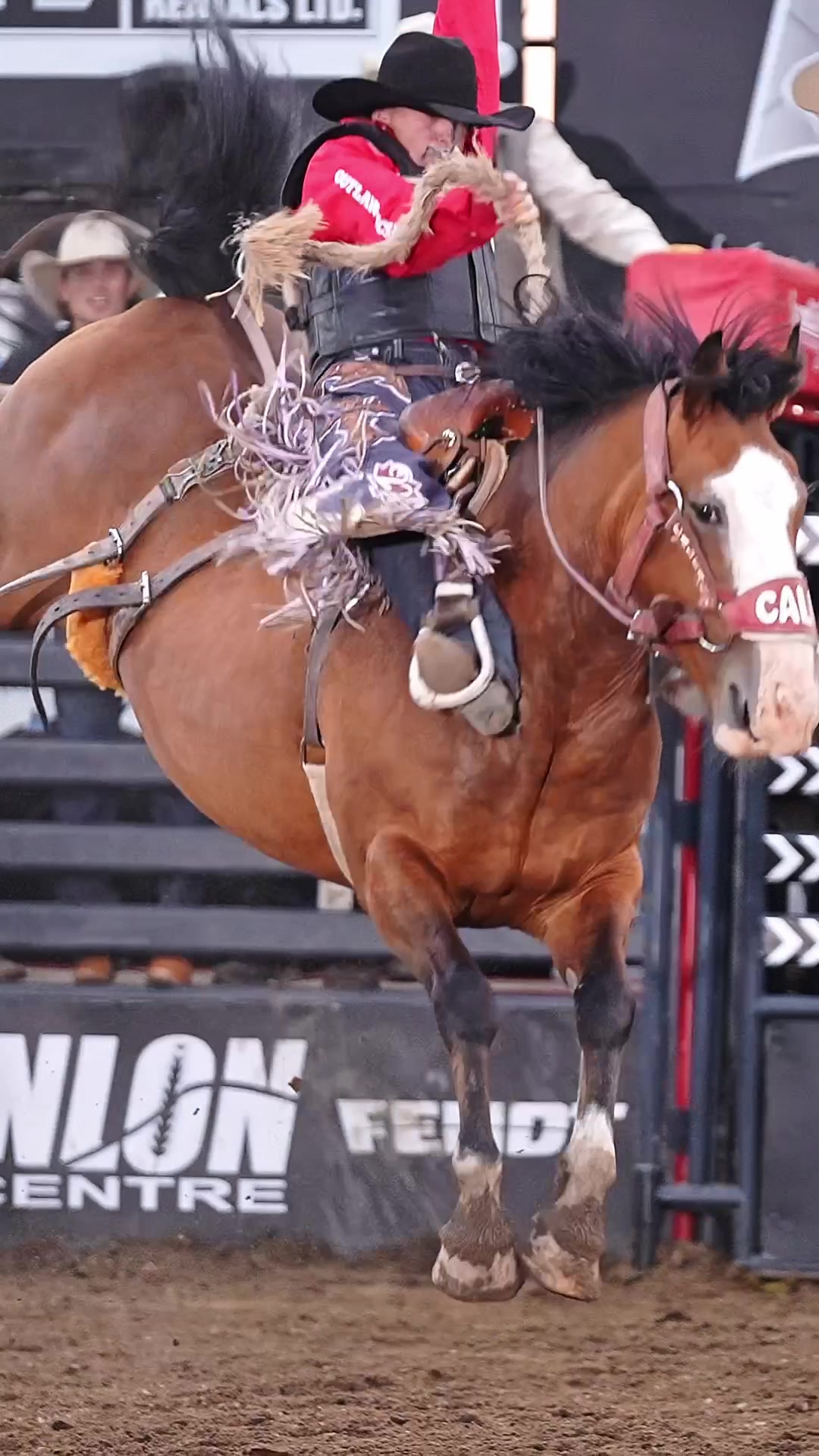 @Hanginghorses