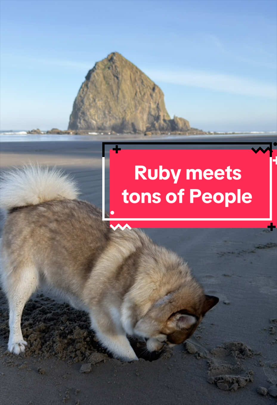 @Ruby the Pomsky