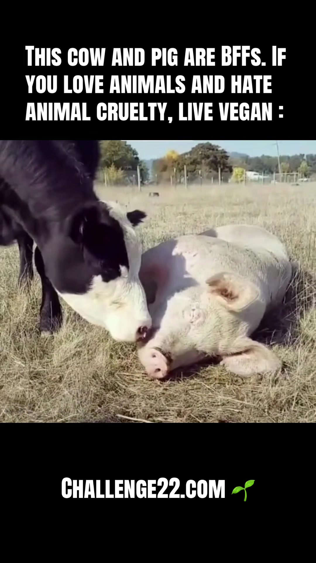 @I Love Animals 💚🌱✌️