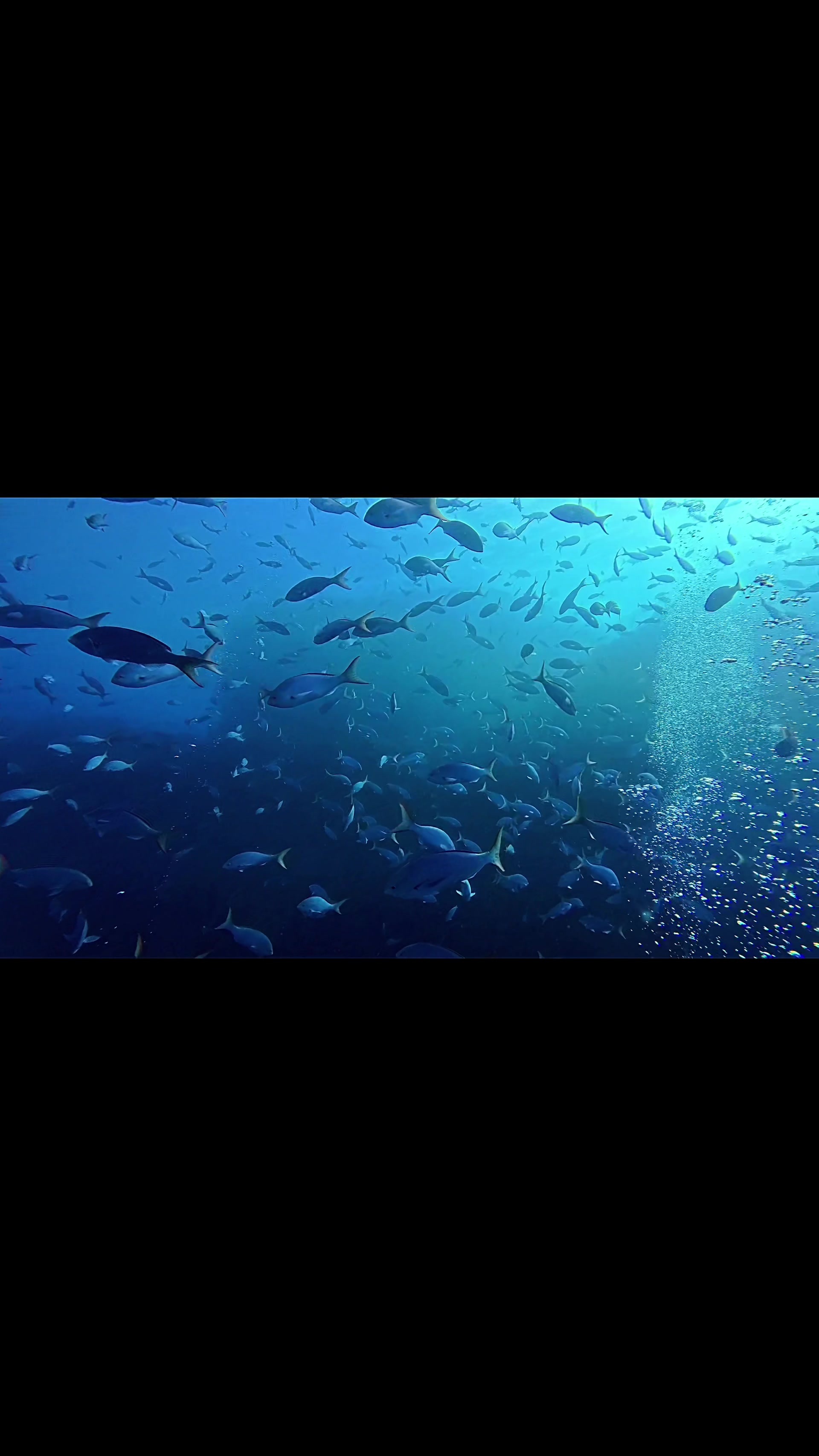 @oldnewdiver