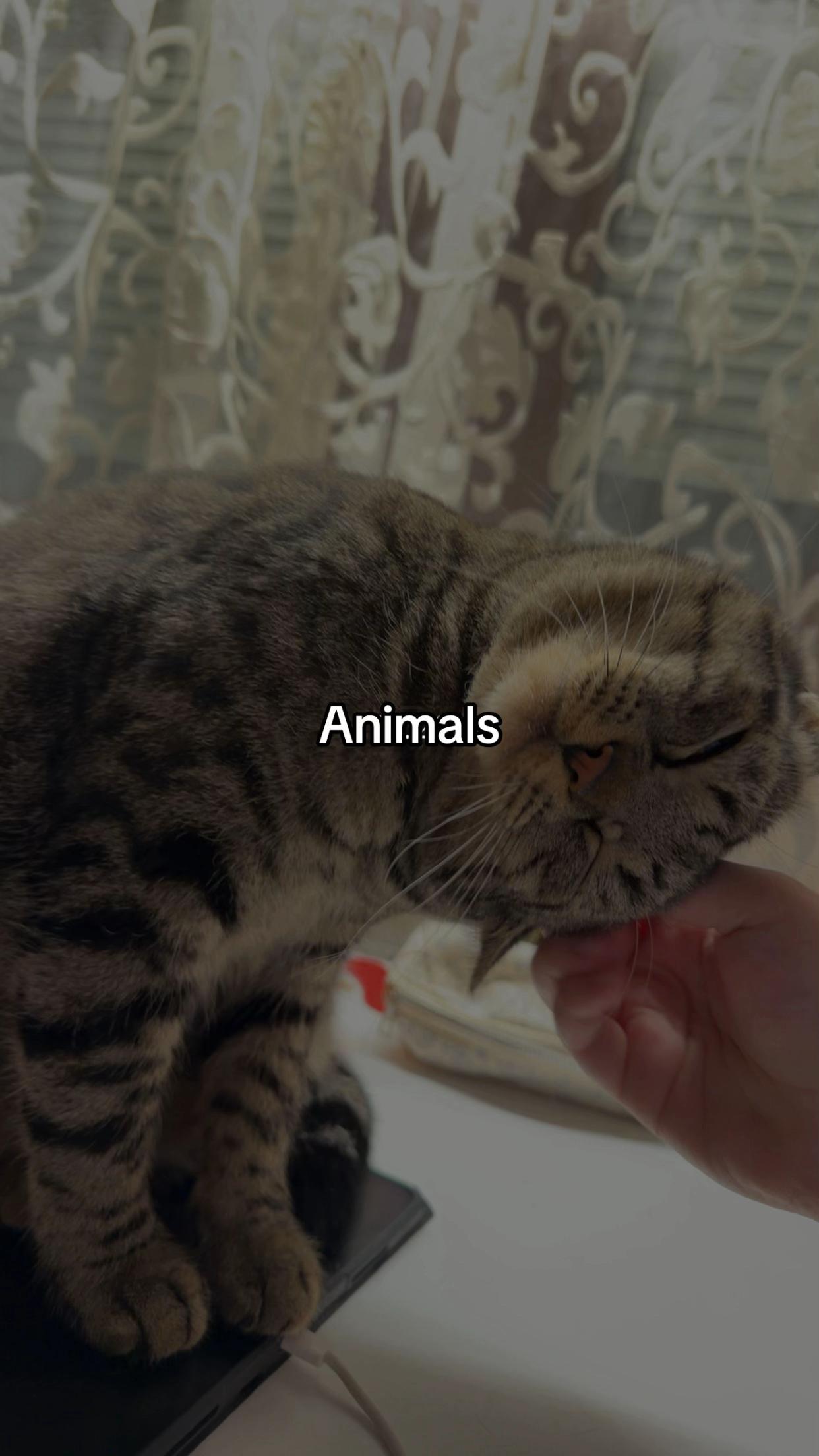 @𝓐𝓵𝓮𝓼𝓼𝓲𝓪