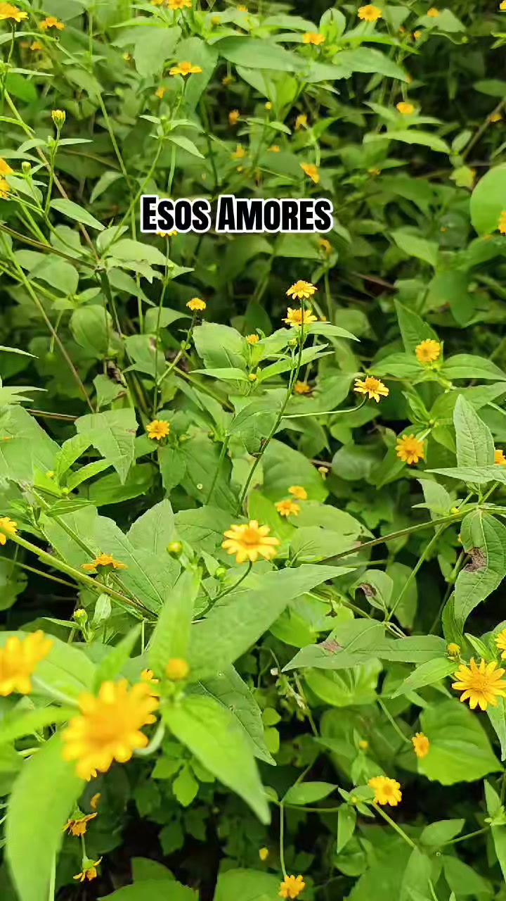 @❤️Anasus ❤️