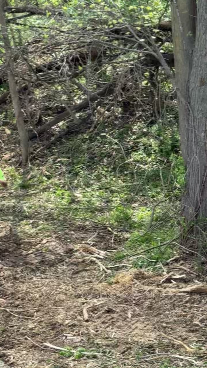 @TreevilKenevil