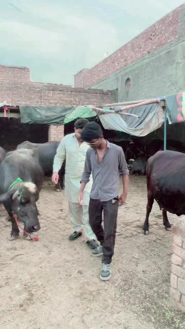 @cheesa Bacha gg 555