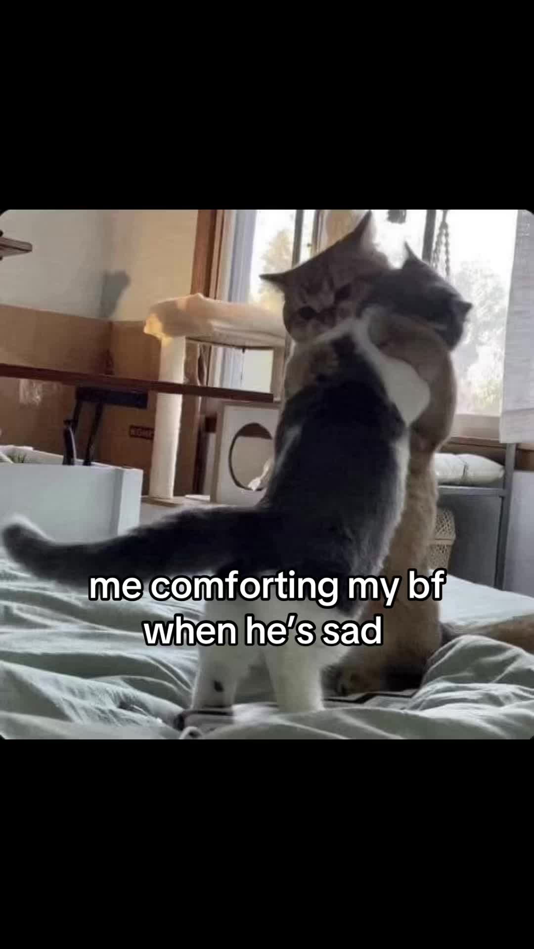 @meowconcept