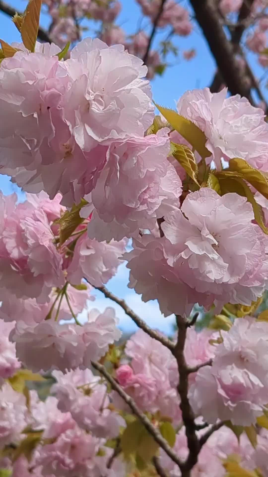 @バネ