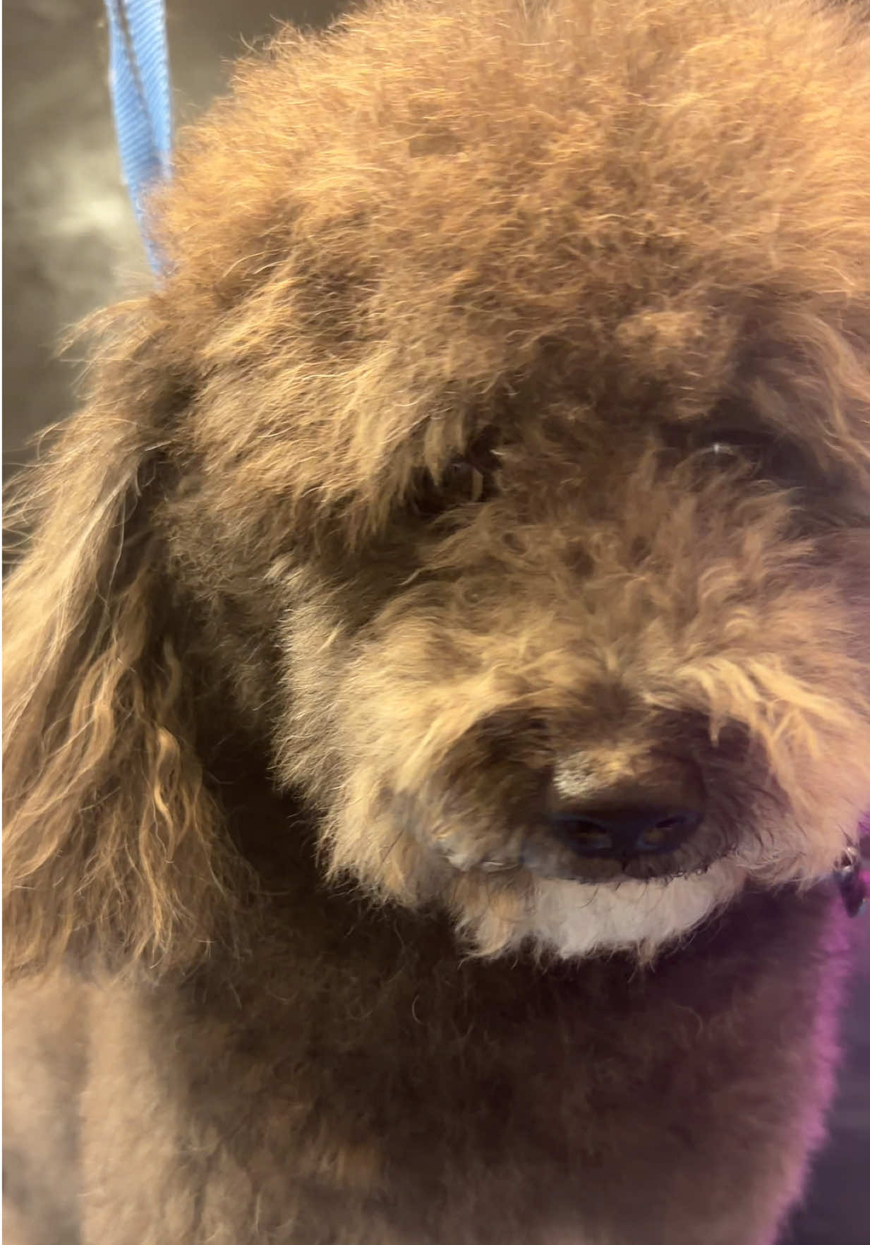 @DIRTY.PAWS.PETSALON