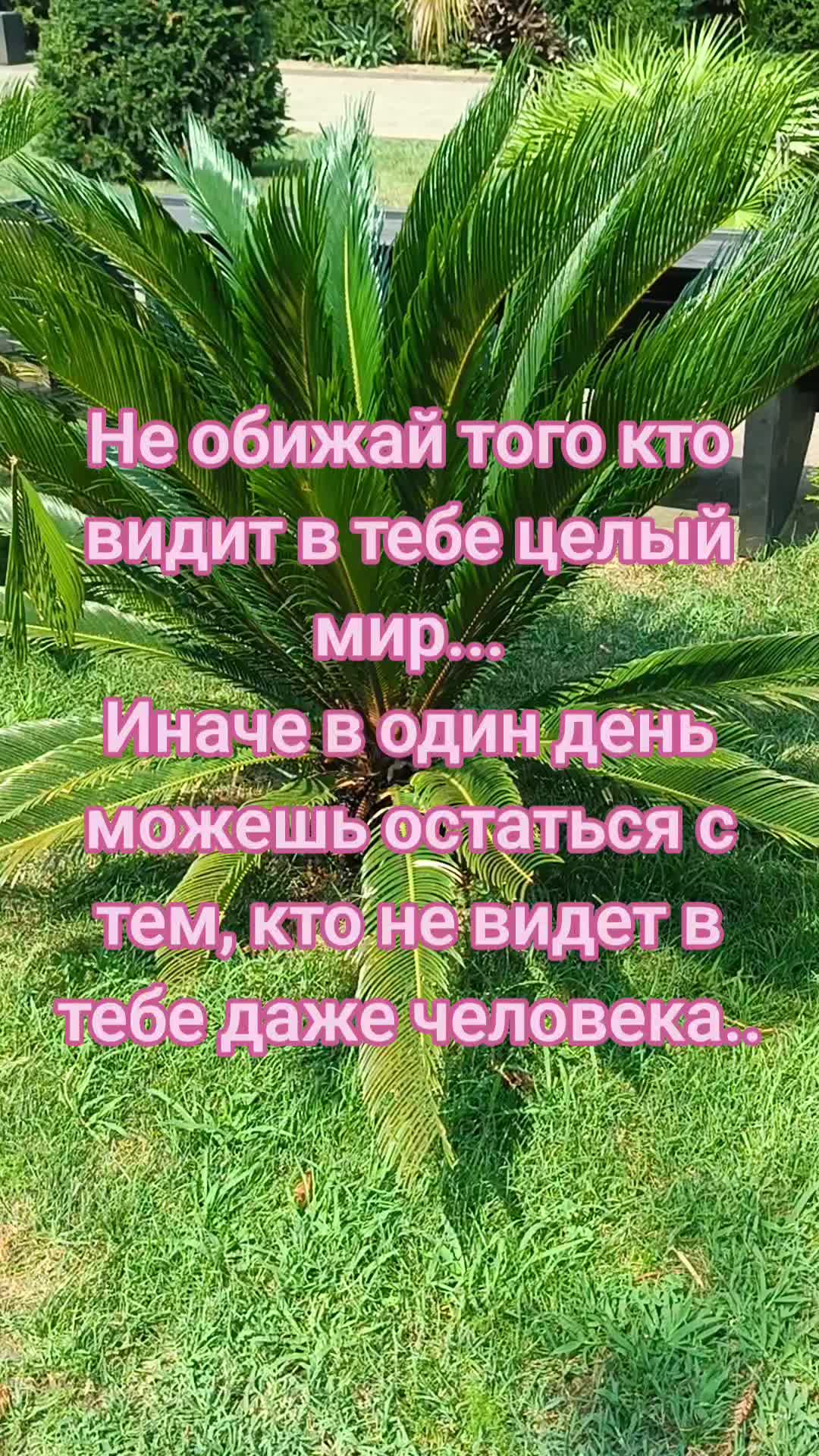 @yanozka
