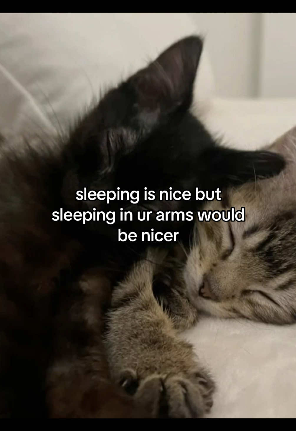 @Alice.cattok