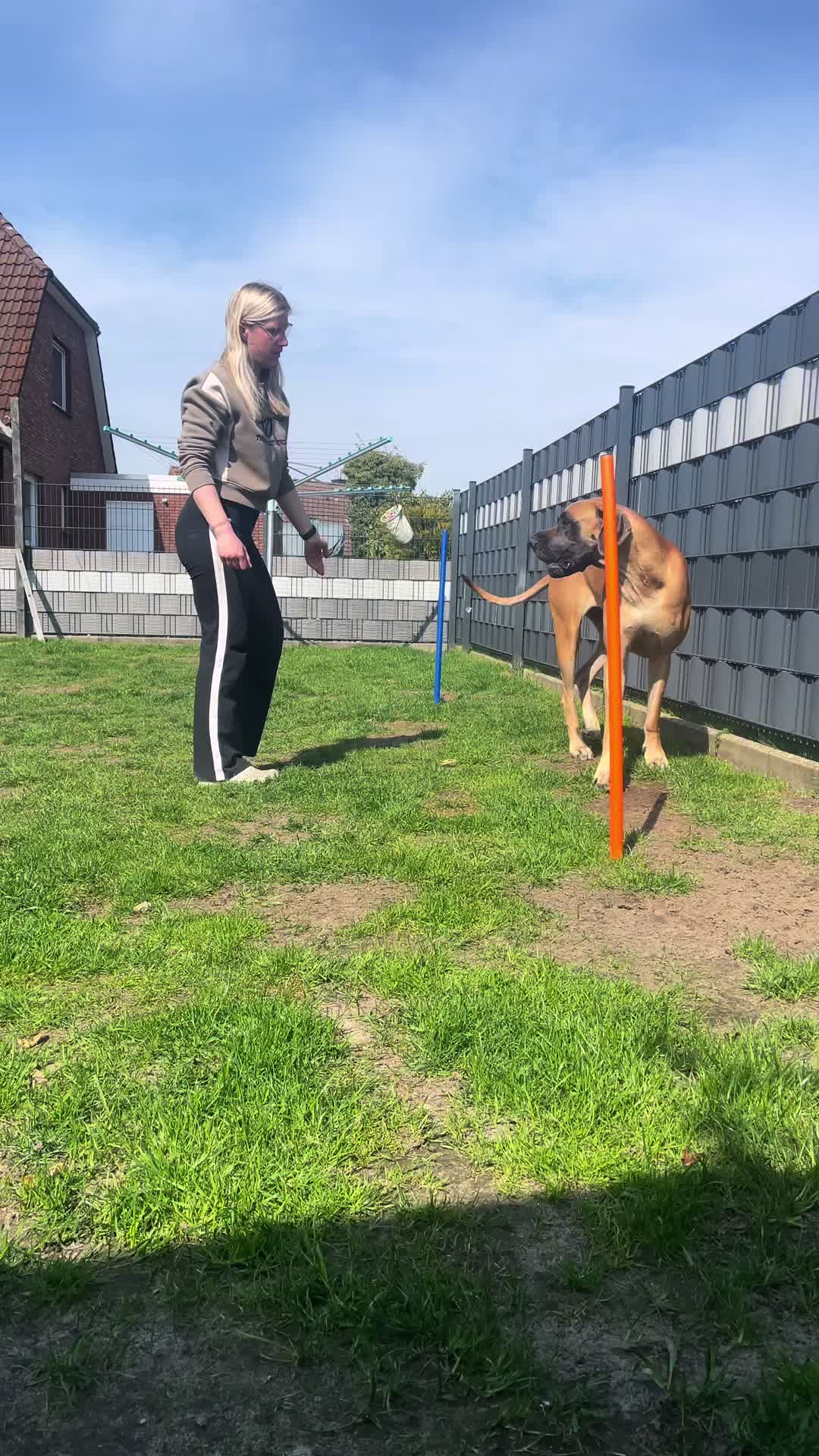 @Dream.Border.Collie.Andra
