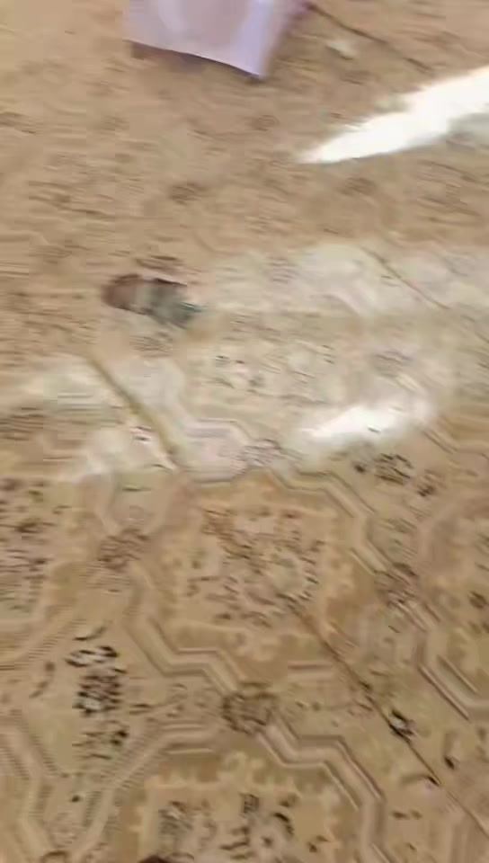 @⛓چوہدری سلمان وینس 🦁