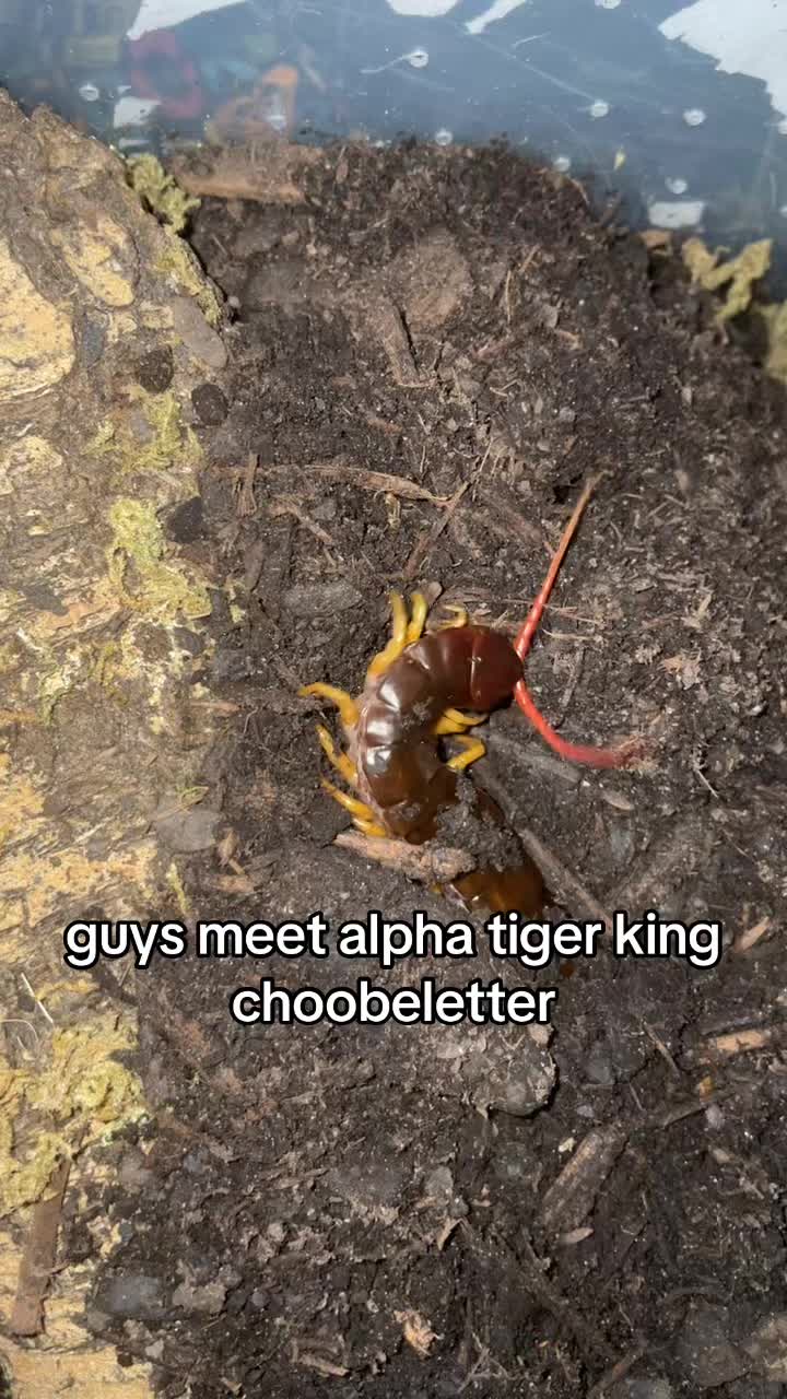 @sbuglug
