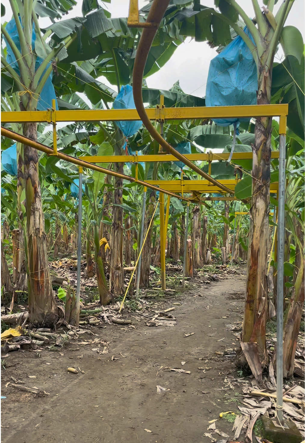 @Agricorp sas