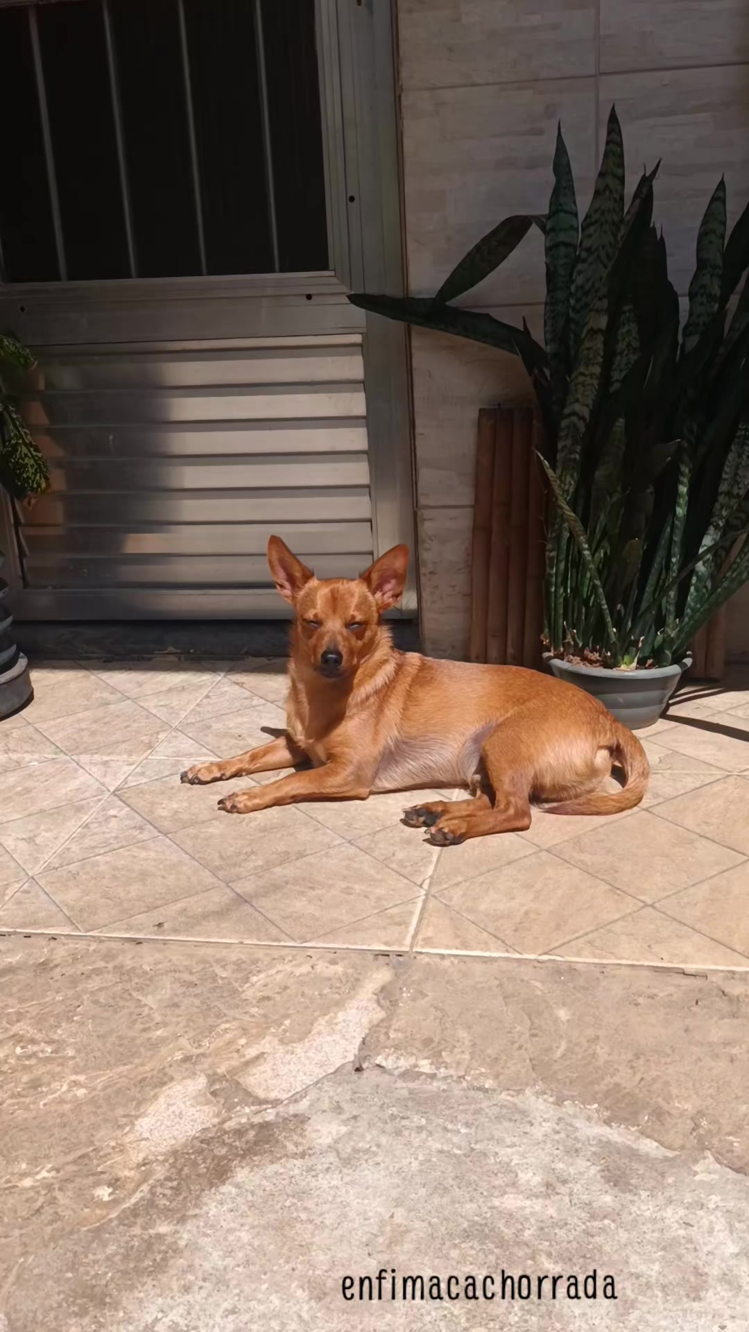 @Cosmos🐕 Maui🐶  Aurora🦊