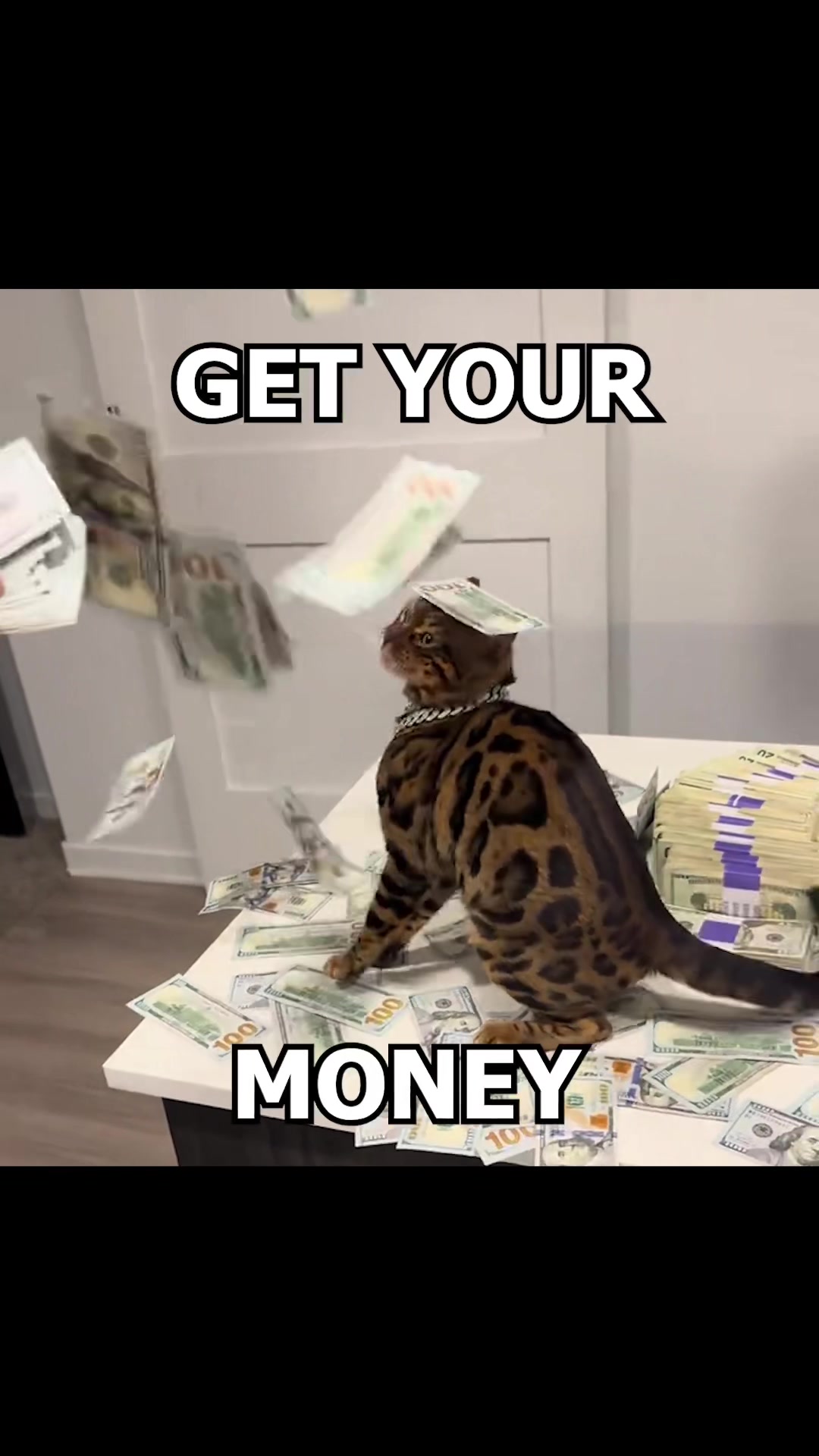 @verycutekittycats