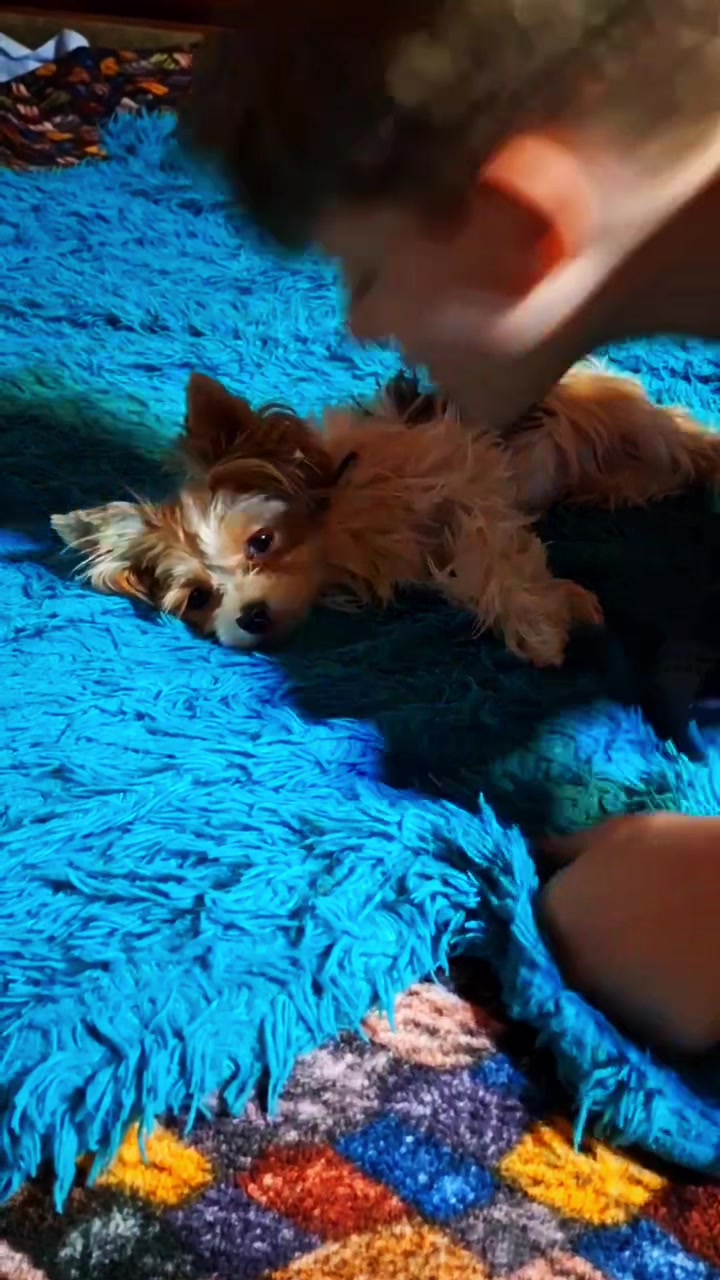 @Labrador_le_Grand