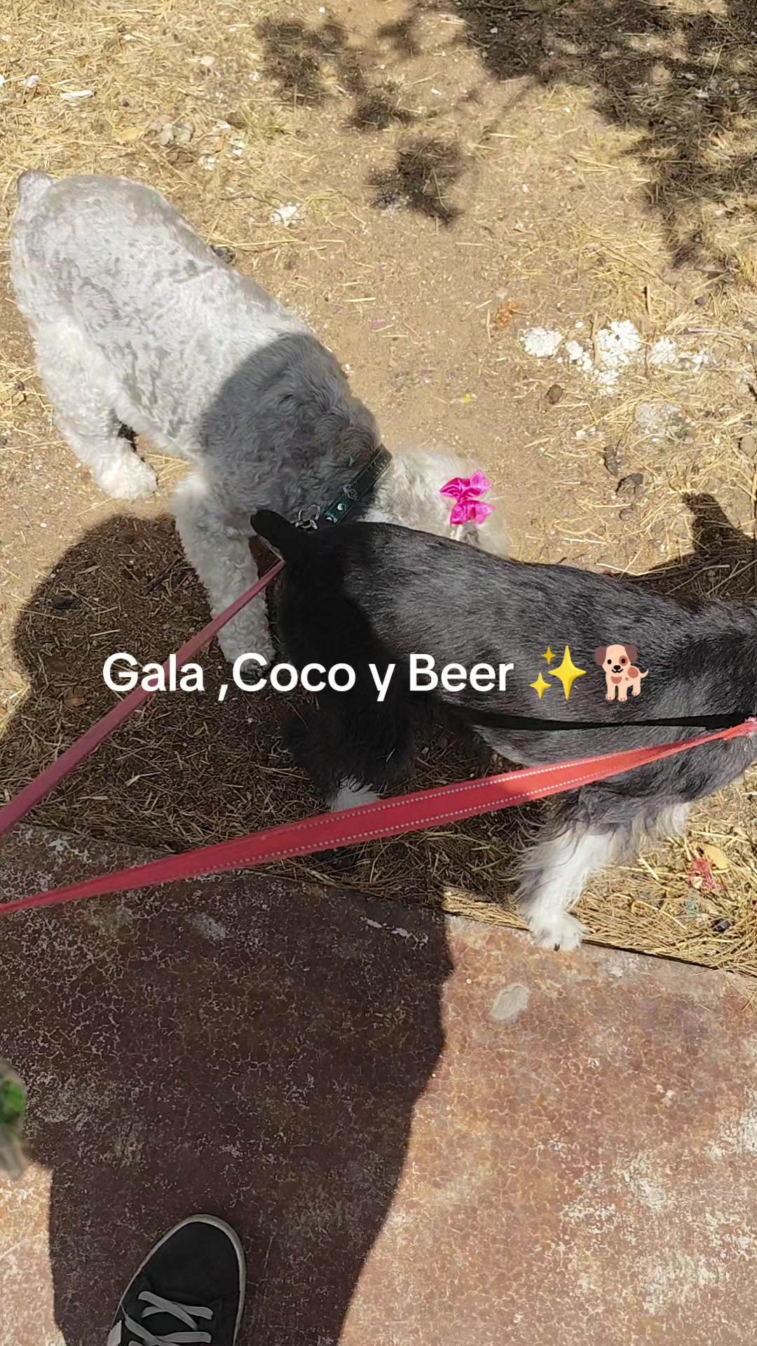 @DogWalkZacatecas♥️🐕🦺🌟