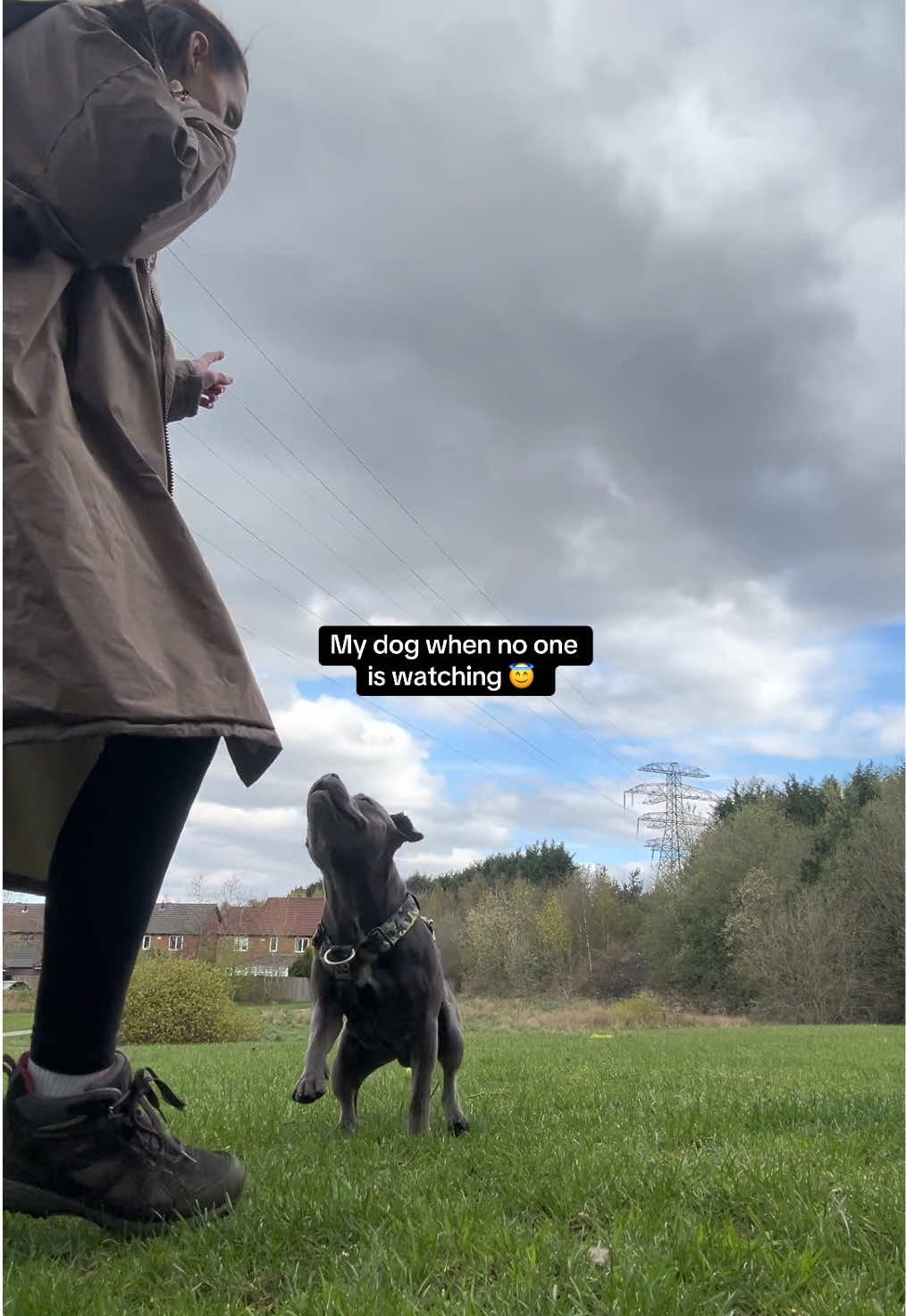 @Zeus the Blue Staffy⚡️