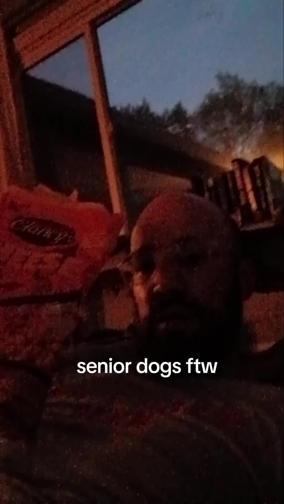 @dogdad.of.luka