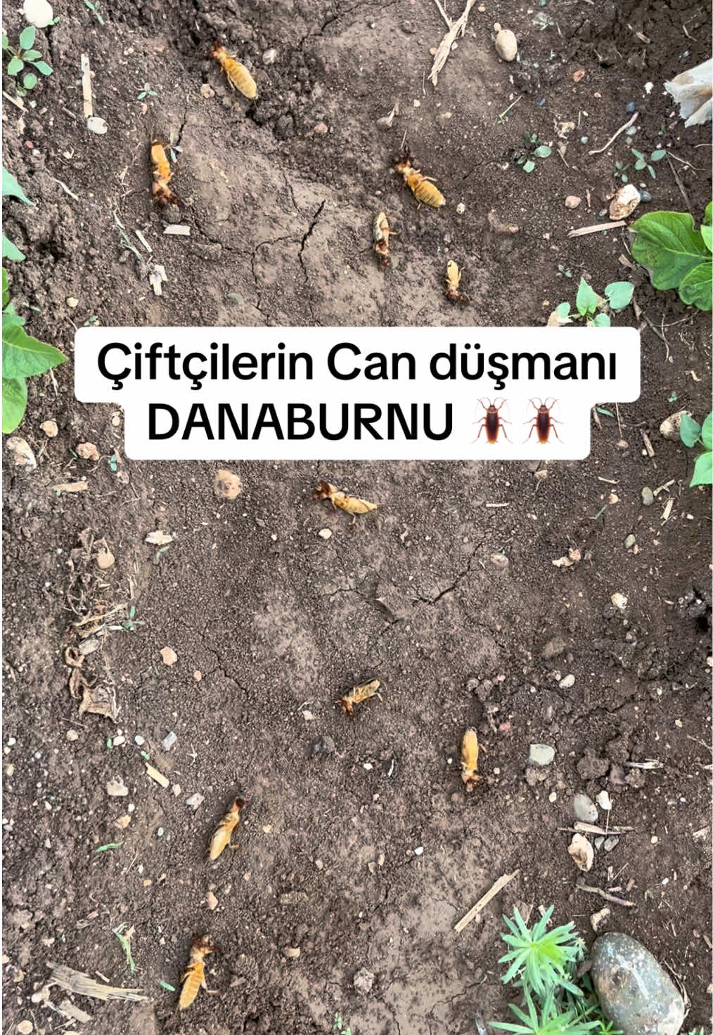 @🇹🇷S&uuml;leyman &Ouml;zkan🇹🇷