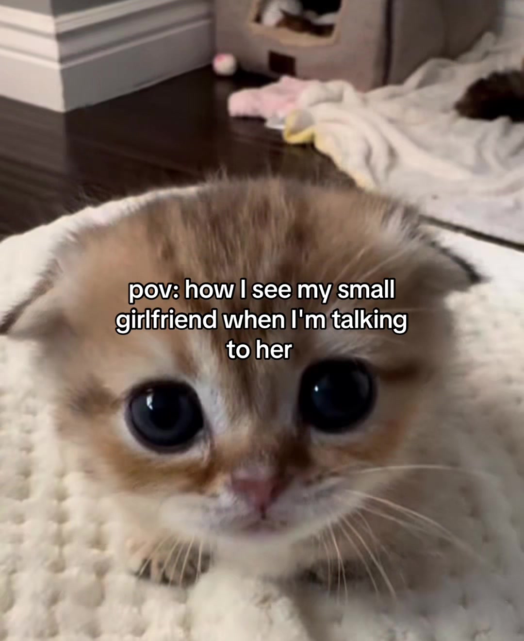 @Alice.cattok