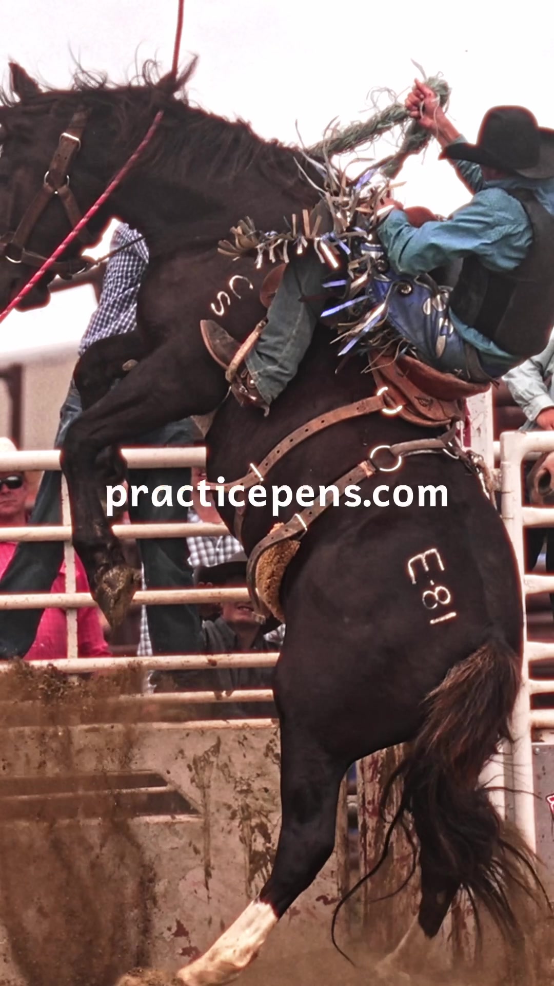 @Hanginghorses