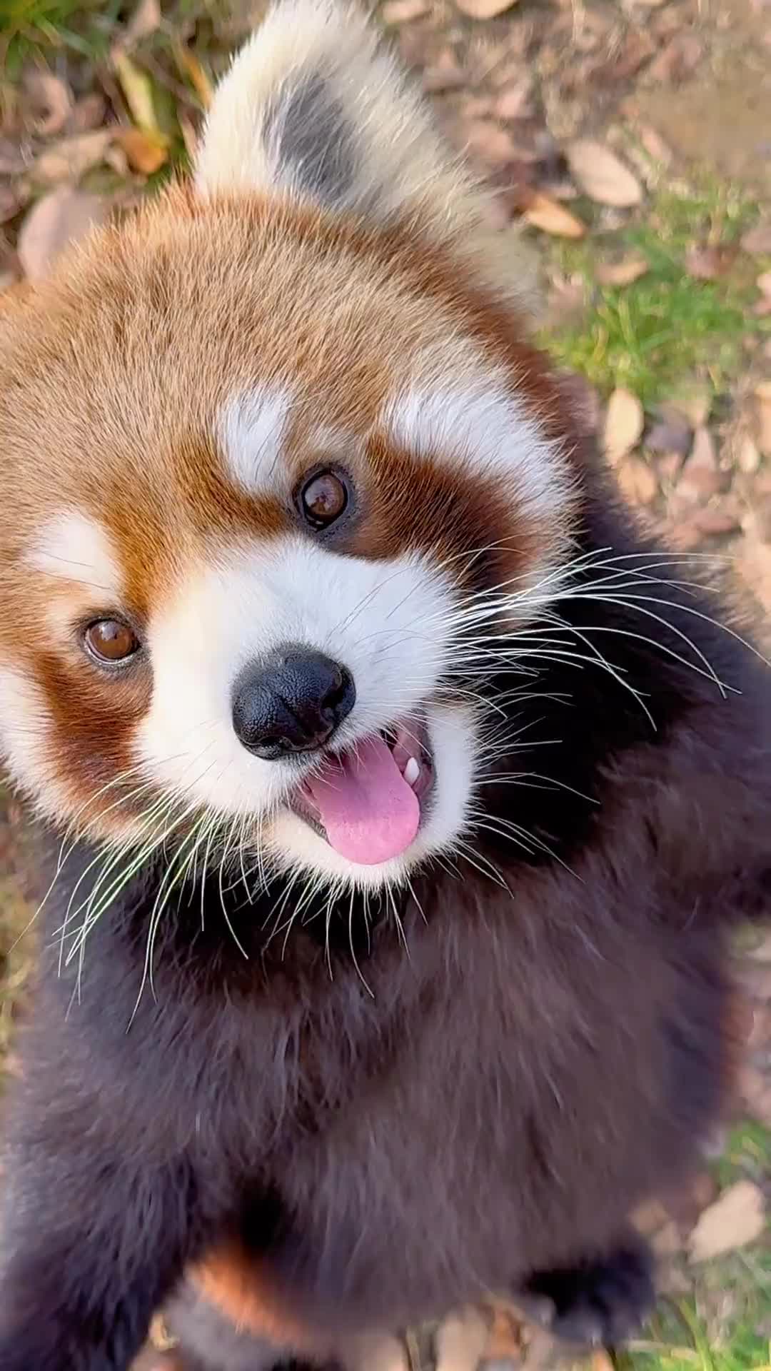 @littlepanda6487