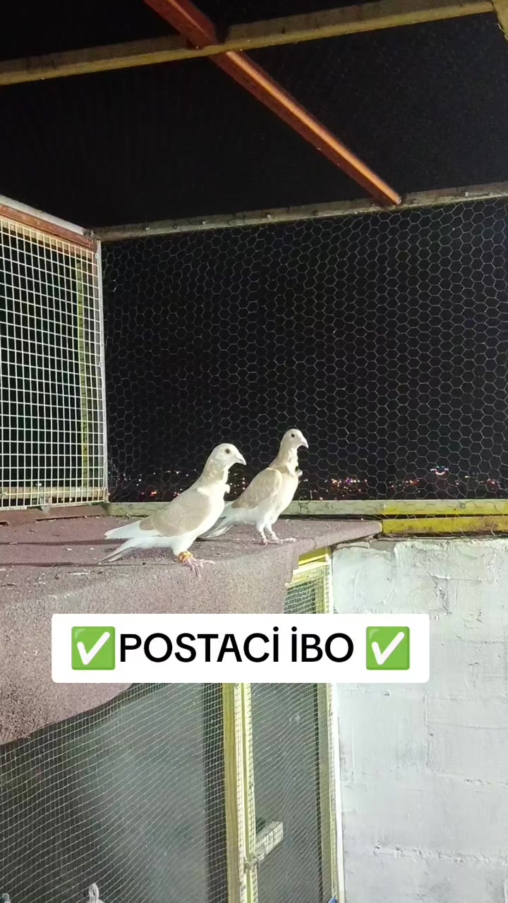 @🦜🦜POSTACI&ensp;İBO&ensp;TEKİN&ensp;🦜🦜