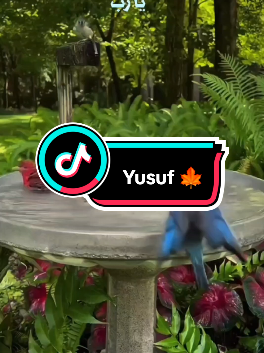 @🇨🇦  Yusuf 🇨🇦
