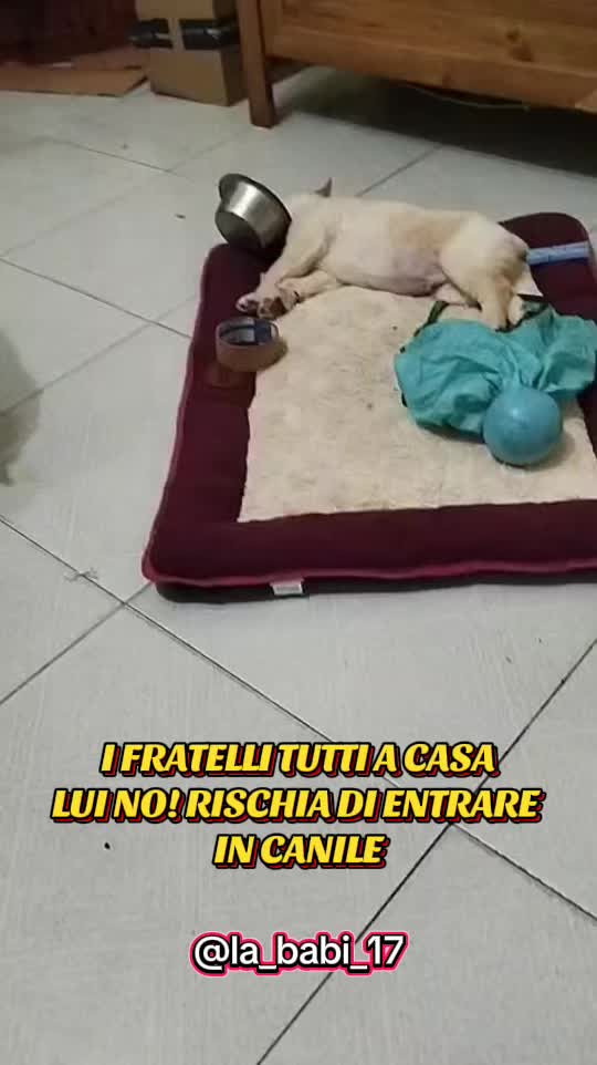 @la_babi_17