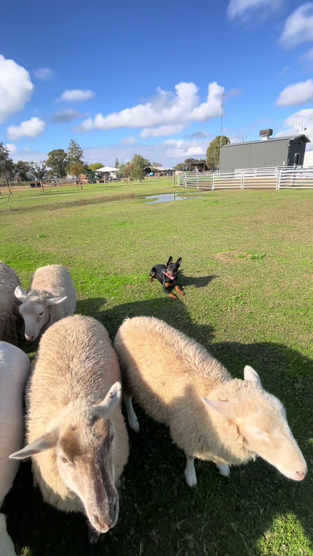 @SouthernDreamin Kelpie stud