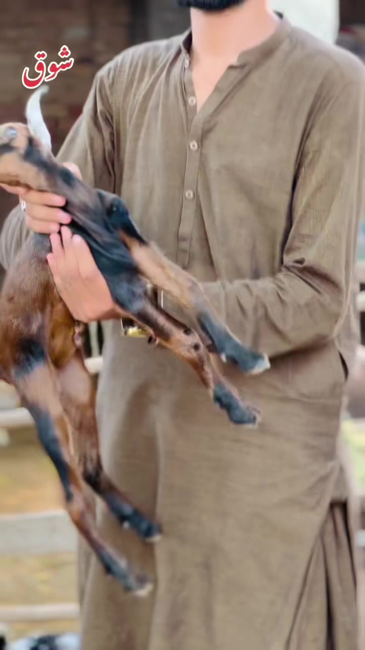 @Ayyan goat