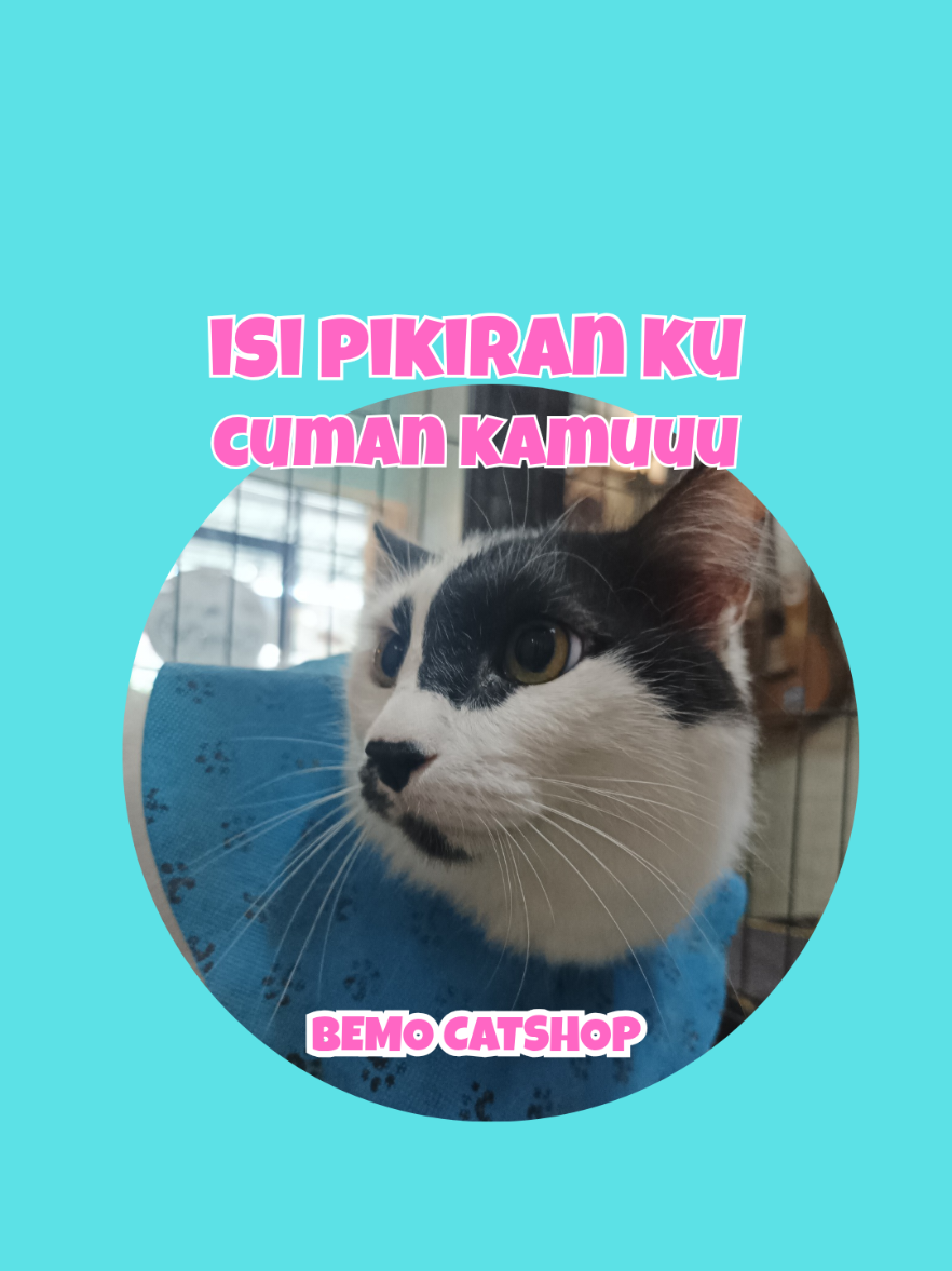 @Bemo Catshop