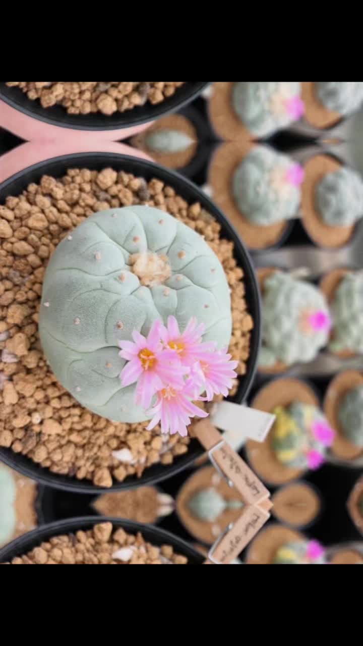 @Forest Lake Gardens
