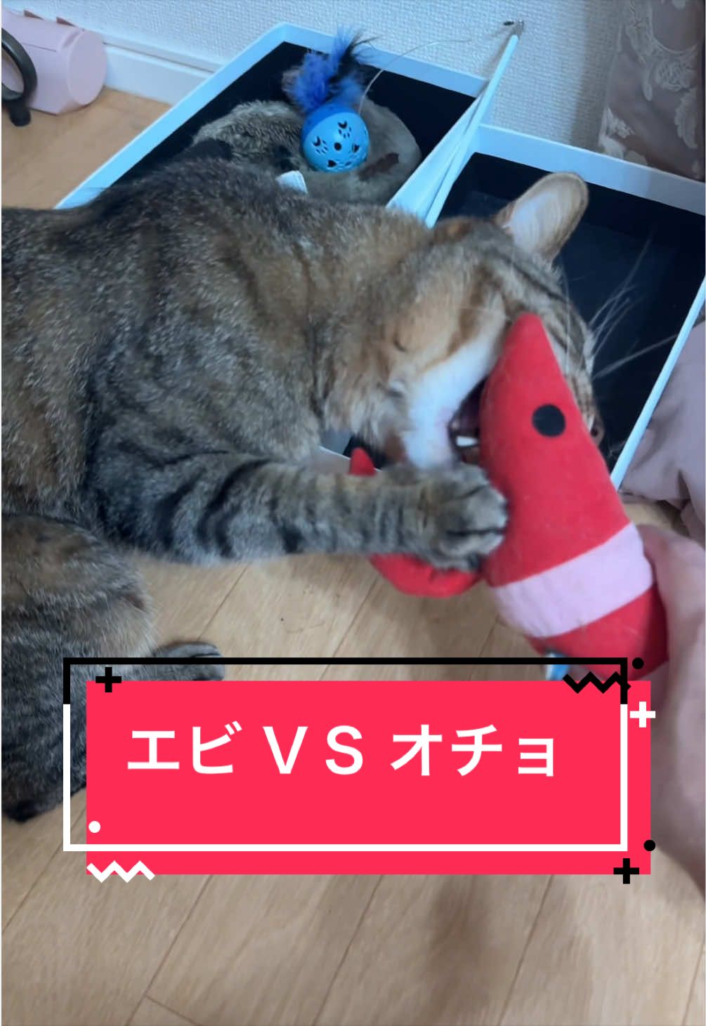 @さっことおちょ