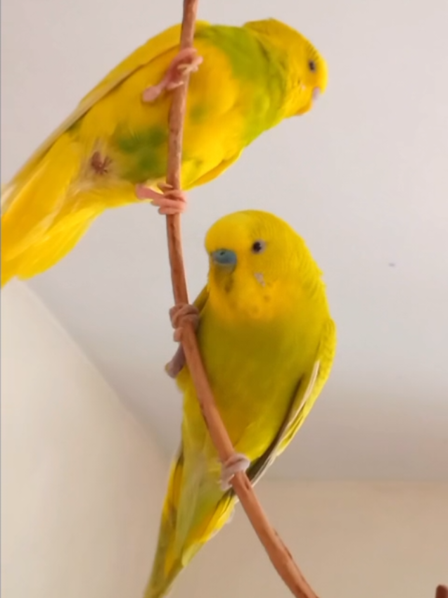@Budgies108