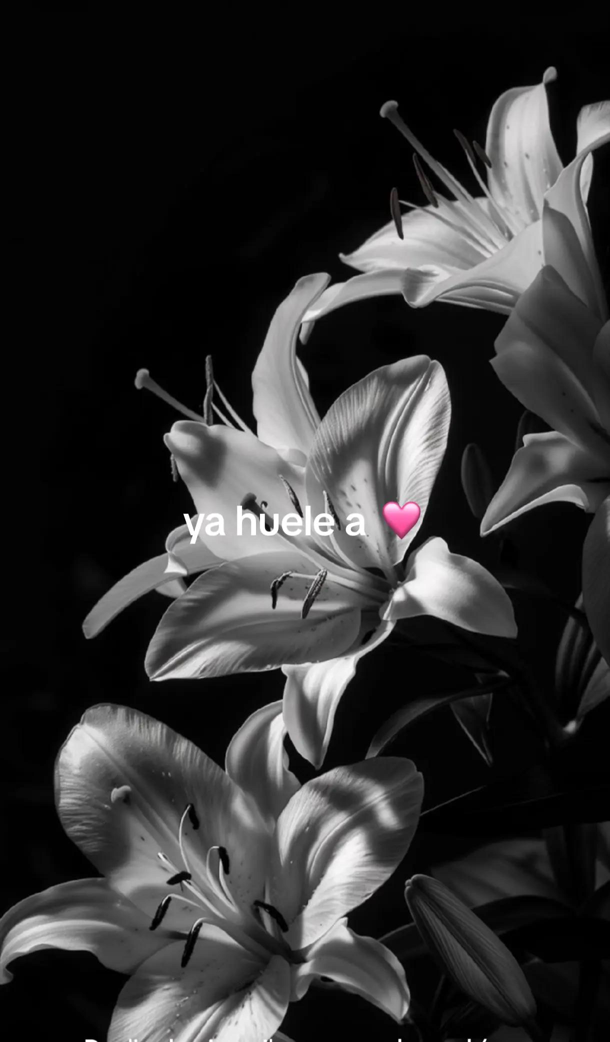 @☆🩷Fanny Kaulitz☆🩷T+B Kaulitz